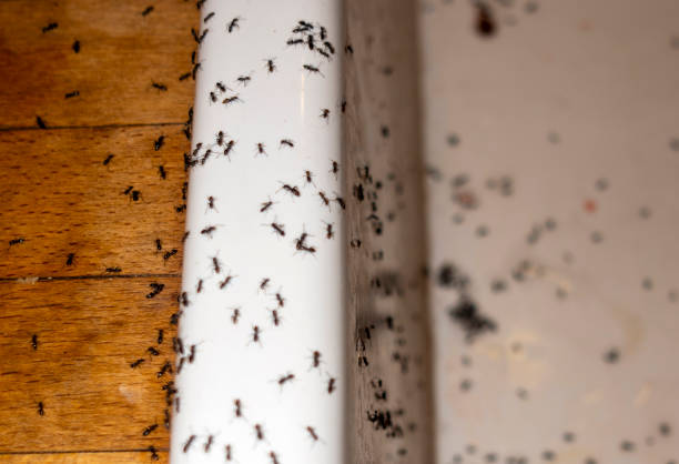 Wasp Removal Services in Oakland, TN